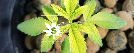 Deficiência de enxofre em plantas de canábis