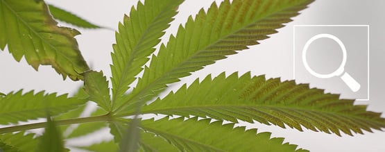 Deficiência de fósforo em plantas de canábis: sintomas e soluções
