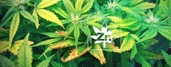 Deficiência de zinco em plantas de canábis