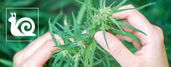 Crescimento lento da canábis: causas e soluções