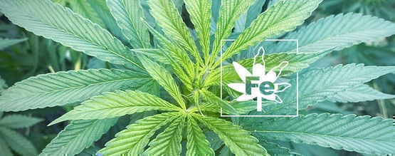 Deficiência de ferro nas plantas de canábis