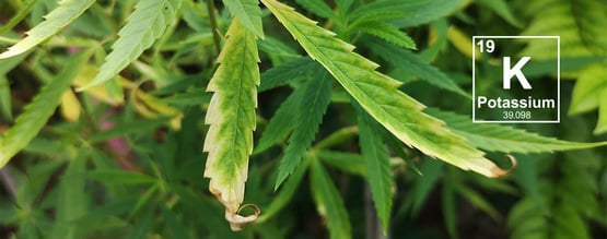 Carência de potássio nas plantas de canábis