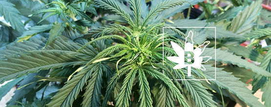 Défice de boro em plantas de canábis