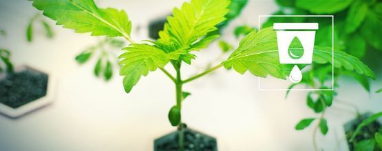 Cultivo de canábis em hidroponia