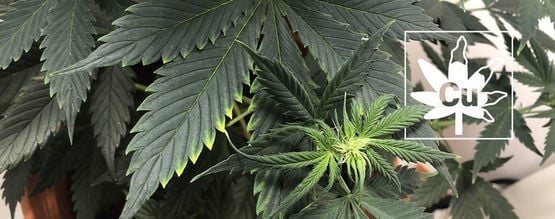 Deficiência de cobre em plantas de canábis
