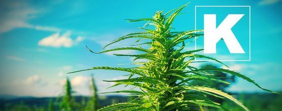 A importância do potássio para as plantas de canábis