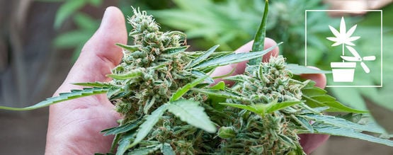 Guia completo para iniciantes sobre diferentes técnicas de treino de plantas de canábis