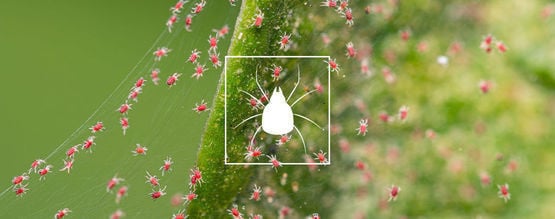 Como eliminar ácaros-aranha em plantas de cannabis