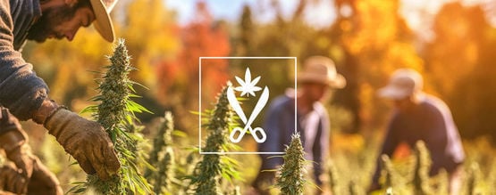 Compreender o Croptober: A época da colheita da canábis