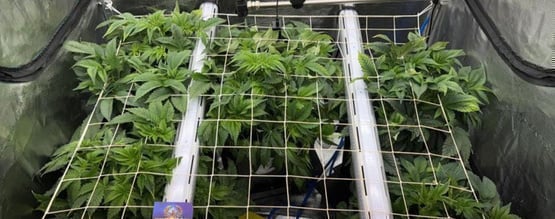 Iluminação sob o dossel para canábis: aumenta o crescimento e como implementar