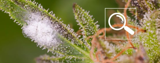 Como identificar bolor no cannabis