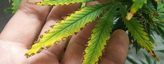 Excesso de nutrientes no cultivo de canábis: como identificar e recuperar as suas plantas