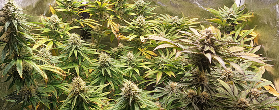 pH para canábis: Como medir e ajustar