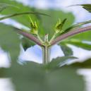 Fazer topping em autoflorescentes para colheitas maiores: O que precisa de saber