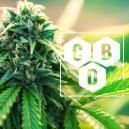O que &eacute; o canabidiol (CBD)?