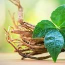 Fique a conhecer o ginseng