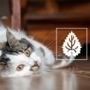 Catnip: tudo o que precisa de saber