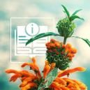 Wild dagga: tudo o que precisa de saber