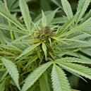 O que é a Cannabis Sativa?