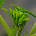 Fimming em canábis: Tudo o que precisa de saber