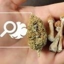 Tudo o que precisa de saber sobre microdosagem de psicadélicos e canábis