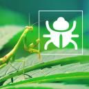 Insetos e pragas incomodativas