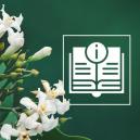 Voacanga africana: tudo o que precisa de saber