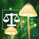 Como pesar e dosear psicadélicos em segurança