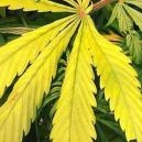 Défice de azoto em plantas de canábis