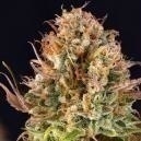 Quando colher plantas de canábis