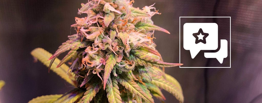 Análise da variedade: Shining Silver Haze (Royal Queen Seeds)