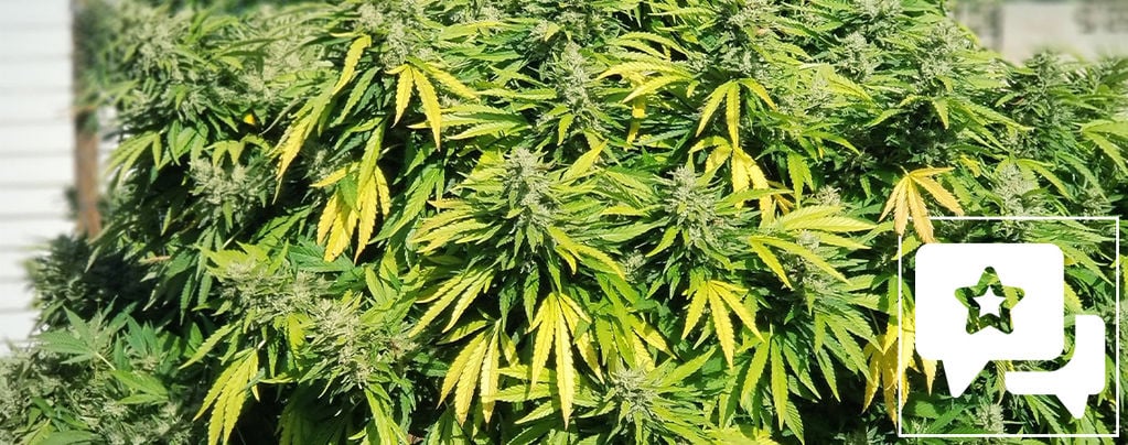 Análise da variedade: Critical Kush