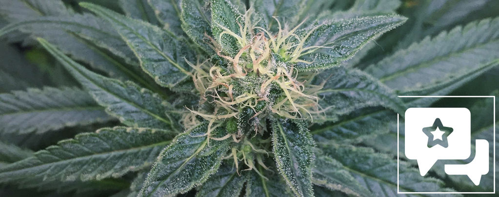 Análise da variedade: Royal Medic da Royal Queen Seeds