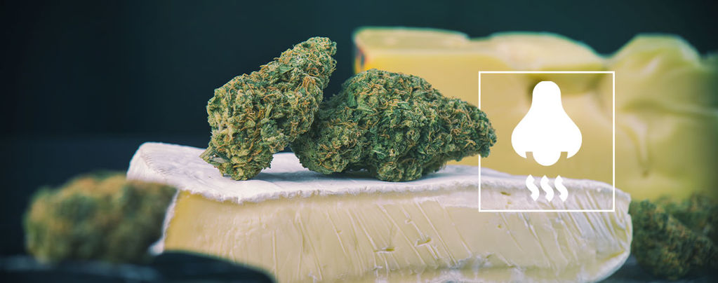Variedades Cheese: O que está por detrás do aroma?
