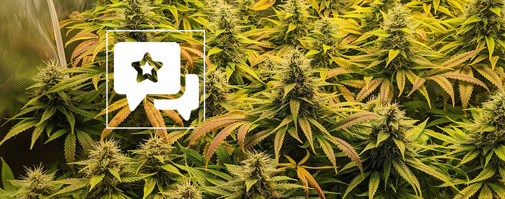 Análise da variedade: The Church da Greenhouse Seeds
