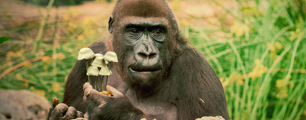 The Stoned Ape Theory Of Human Evolution
