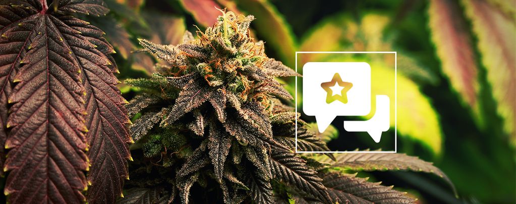 Blue Widow: análise e informação sobre a variedade de canábis