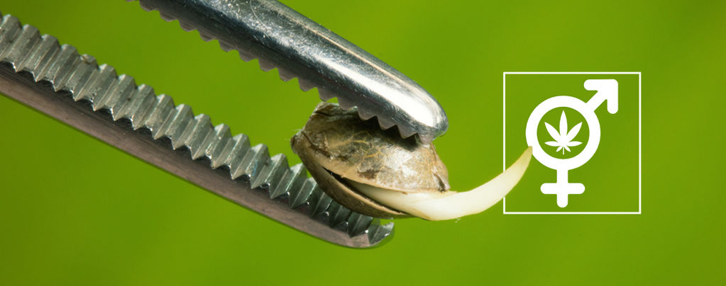 Regular And Feminized Cannabis Seeds: What’s The Difference?