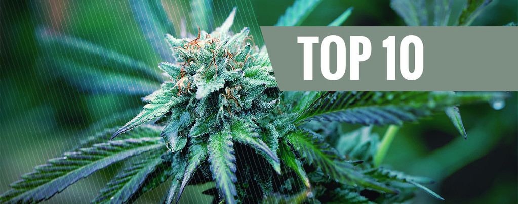 Medical Marijuana Strains