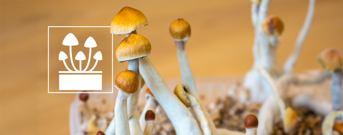 Cultive o extraordinário: os 5 melhores kits para cultivar cogumelos mágicos