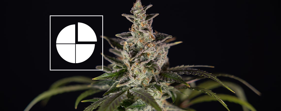 The best 1:1 THC:CBD ratio strains