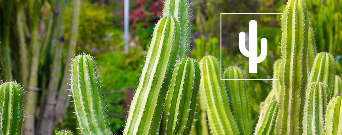 Os 5 erros mais comuns no cuidado de cactos e como evitá-los