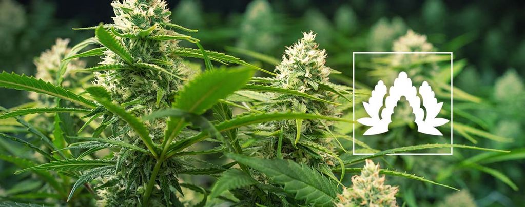 Best Cannabis Strains For A Sea of Green