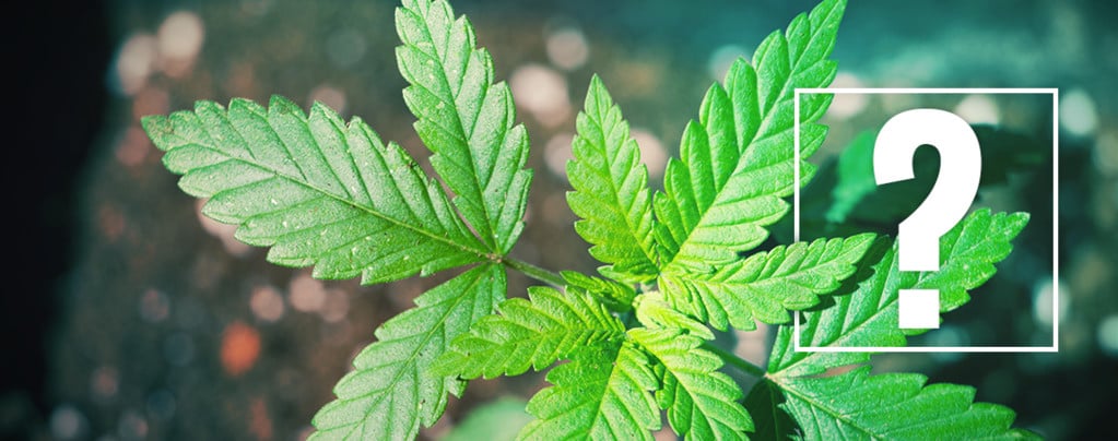 Cannabis Plant Does Not Flower