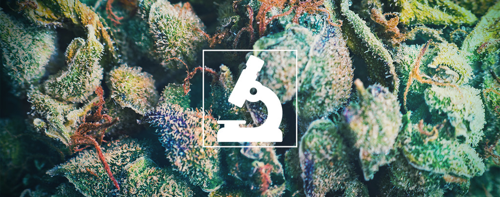 Benefits Of Using A Microscope For Cannabis