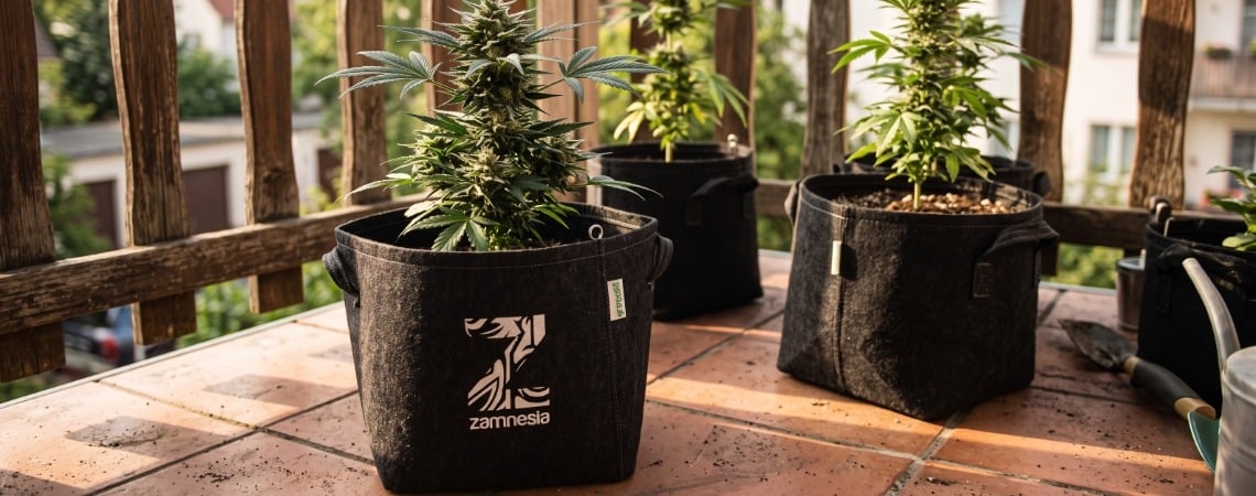 As 10 melhores variedades de canábis para cultivar em varandas ou terraços