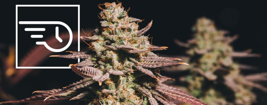 What Is Fast Flowering Cannabis?