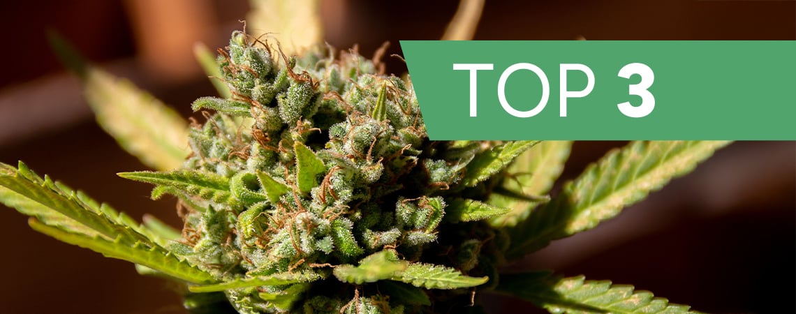 Top 3 cannabis strains by terpenes