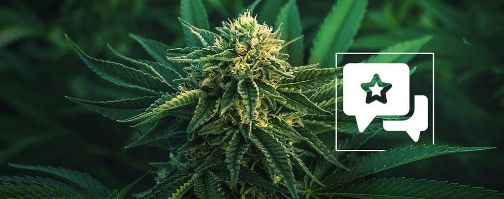 Apple Fritter: Cannabis Strain Review & Information