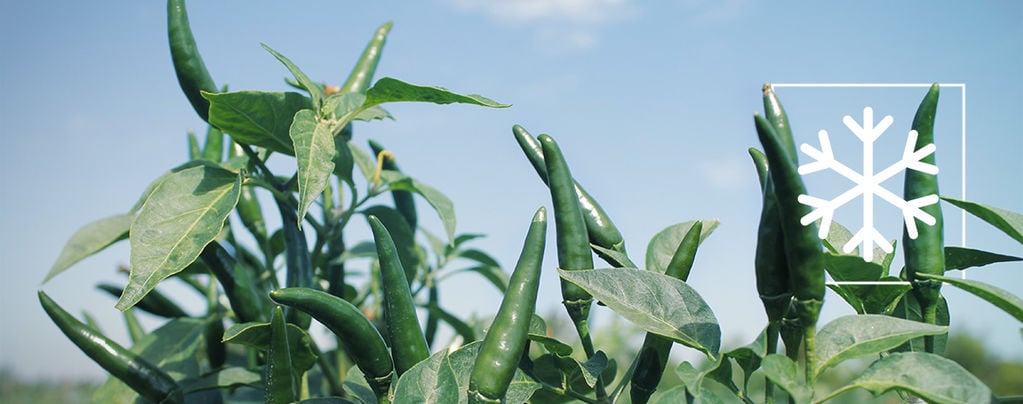 How To Overwinter Pepper Plants